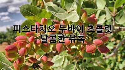 피스타치오 두바이 초콜릿🍫 달콤한 유혹✨