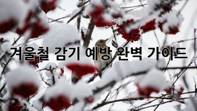 겨울철 감기 예방 완벽 가이드